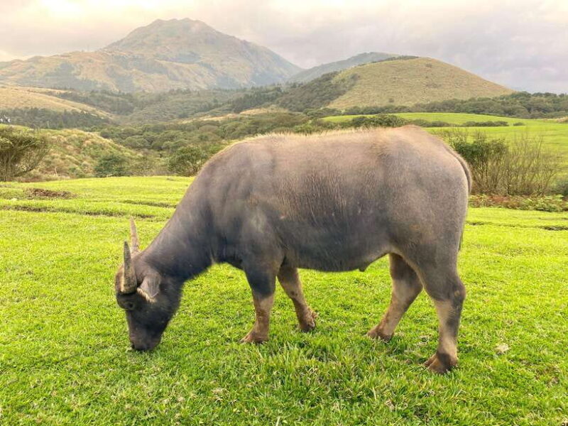 Taipei: Yangmingshan & Beitou Full-Day Tour - Key Points