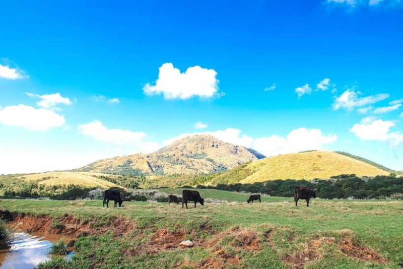 Taipei: Yangmingshan & Beitou Full-Day Tour - Transportation, Group Size, and Practicalities