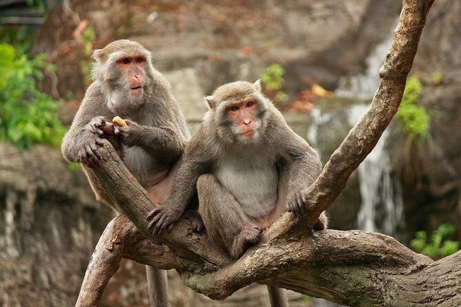 Taipei Zoo and Maokong Gondola tour - Key Points