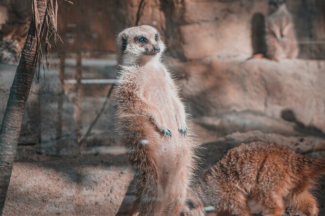 Taipei Zoo and Maokong Gondola tour - The Sum Up