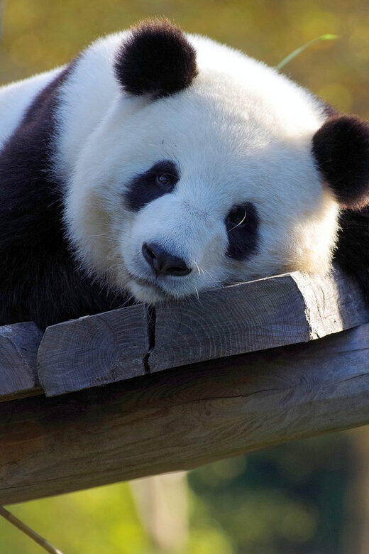 Taipei: Zoo Entrance Ticket - An In-Depth Look at the Taipei Zoo & Maokong Gondola Experience