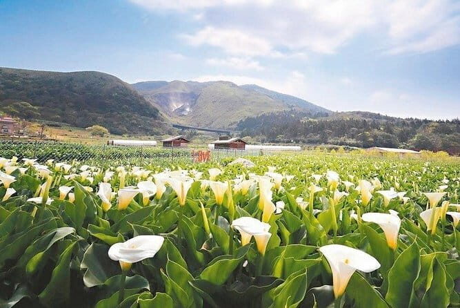 Taiwan TST : Private Tour Taipei, Yangmingshan, Beitou, Tamsui - Who Would Love This Tour?