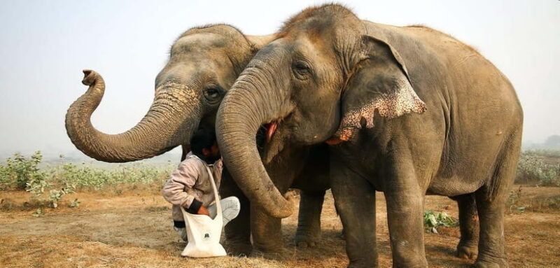 Taj Mahal, Agra Fort & Elephant Conservation Tour from Delhi - Key Points