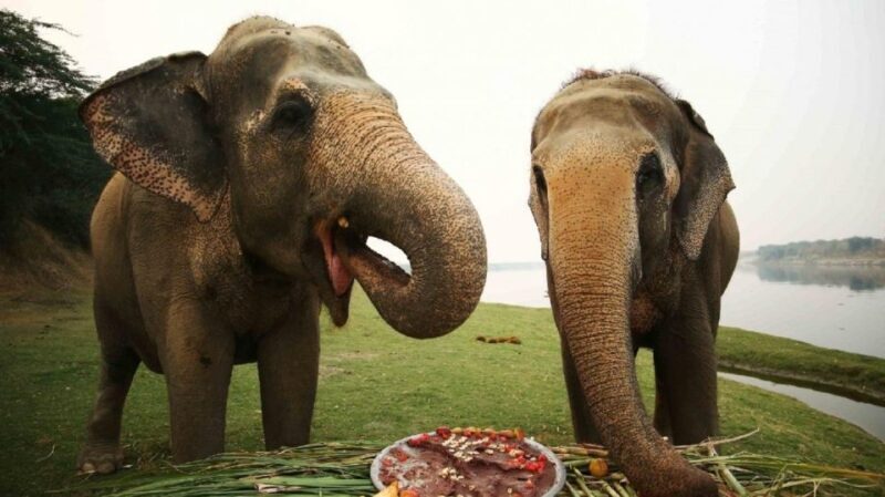 Taj Mahal Tour with Optional Wildlife Rescue Center Visit - Behind the Curtain: What You Can Expect on the Tour