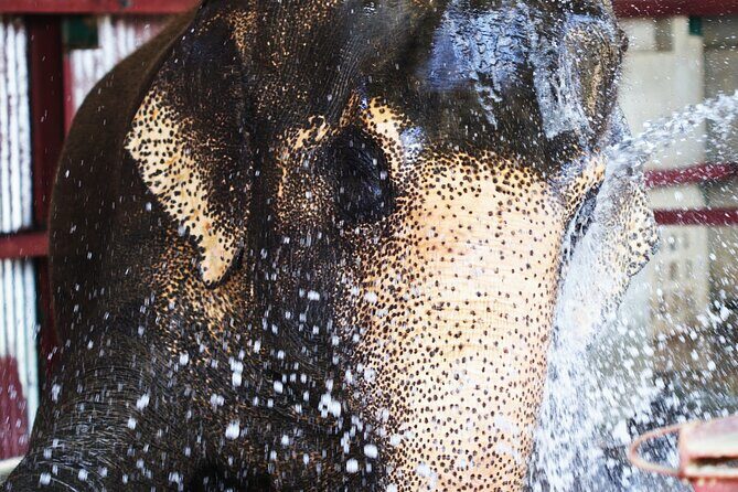 Taj Mahal with Visit to Elephant Conservation Center From Delhi - FAQ