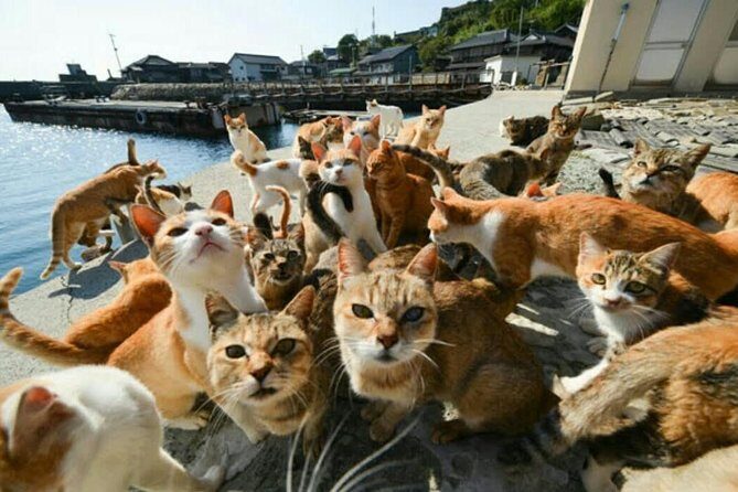 Takamatsu Half-Day Private Tour with Government-Licensed Guide - FAQ