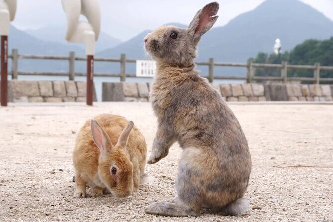 Takehara Historical Townscape & Rabbit Island - Key Points