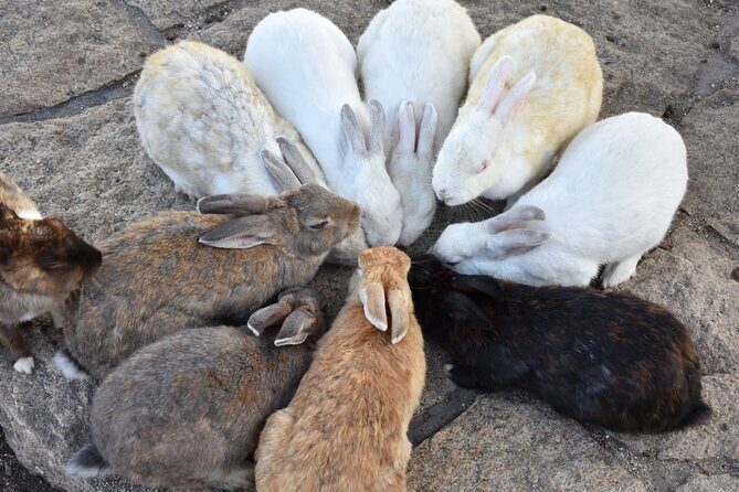 Takehara Historical Townscape & Rabbit Island - FAQ