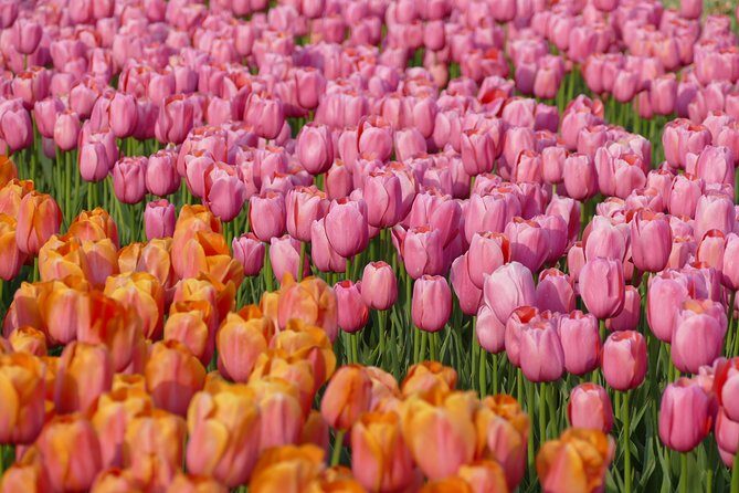 Taking Pictures in the Tulip Field at De Tulperij - Final Thoughts