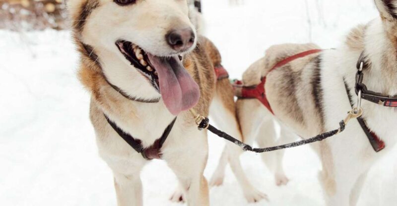Talkeetna: Alaskan Winter Dog Sledding Experience - FAQ