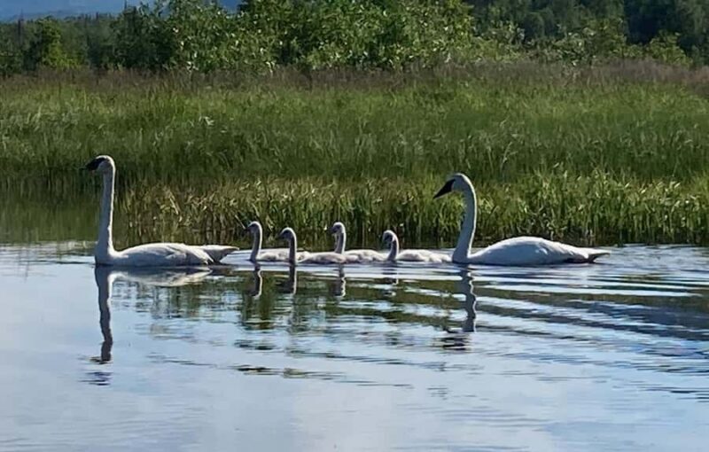 Talkeetna Lakes Park: Sit-On-Top Kayak Tour - Talkeetna Lakes Park: Sit-On-Top Kayak Tour