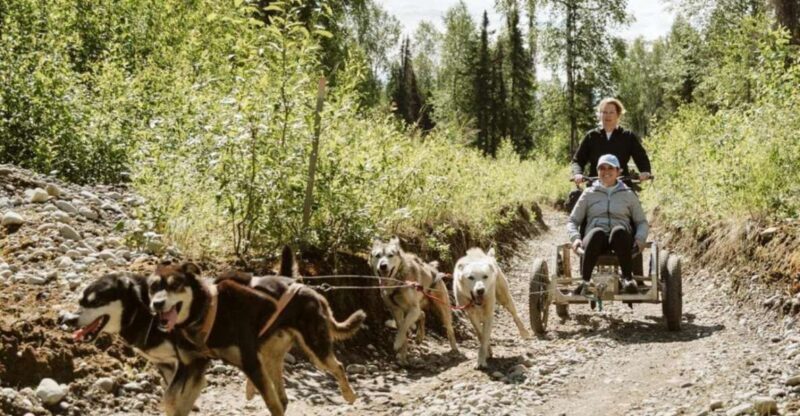 Talkeetna: Mushing Experience with Iditarod Champion Dogs - Key Points