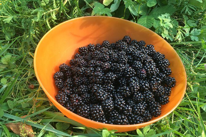Talking Trees: Stanley Park Indigenous Walking Tour Led by a First Nations Guide - FAQ