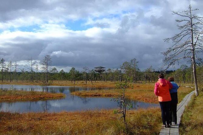 Tallinn Old Town Tour combined with Bog Walk - Exploring Tallinn and Its Enchanting Bogs