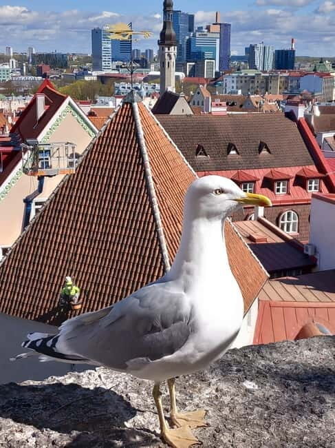Tallinn Town Hall with a guide - A Deep Dive into the Experience