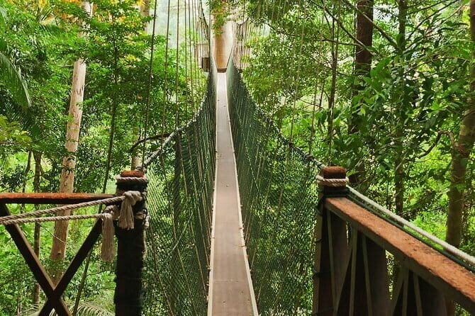 Taman Negara National Park Day Excursion with Canopy Walk from KL - An In-Depth Look at the Taman Negara Day Tour
