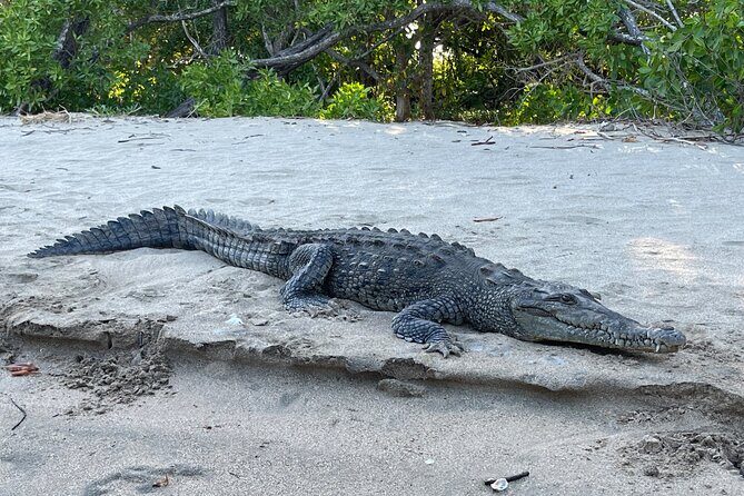 Tamarindo Birdwatching Crocodiles and Monkey Tour - Key Points