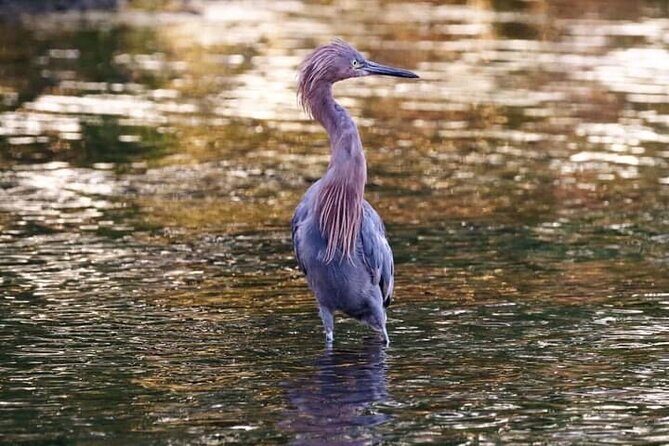 Tamarindo Birdwatching Crocodiles and Monkey Tour - Who Will Love This Tour?
