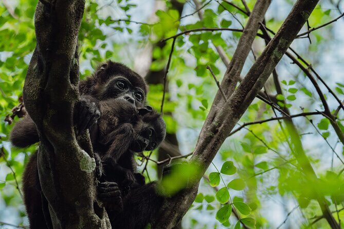 Tamarindo Estuary Boat Tour - Key Points