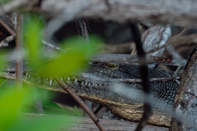 Tamarindo Estuary Boat Tour - Detailed Breakdown of the Itinerary