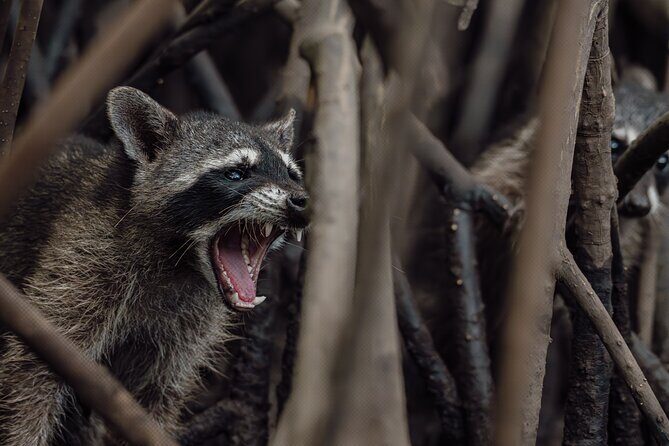 Tamarindo Estuary Boat Tour - FAQs