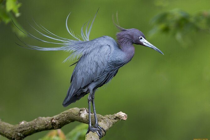 Tamarindo Estuary Tour - The Value & Overall Experience