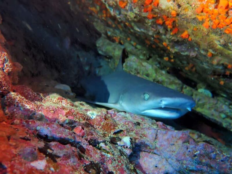 Tamarindo: Guided Snorkeling Tour with Marine Life Spotting - Who Is This Tour Best Suited For?