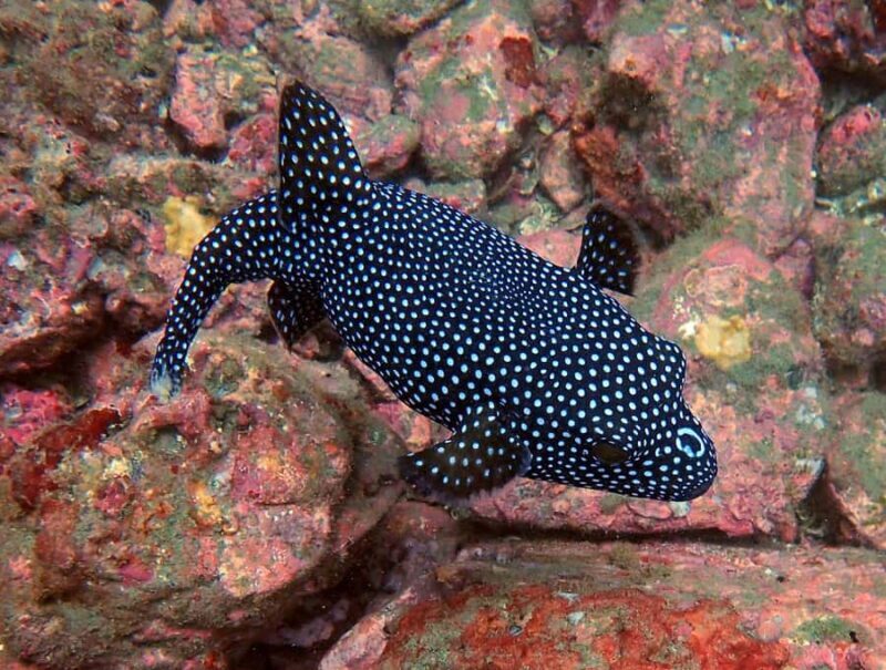 Tamarindo: Guided Snorkeling Tour with Marine Life Spotting - Final Thoughts: Is It Worth It?