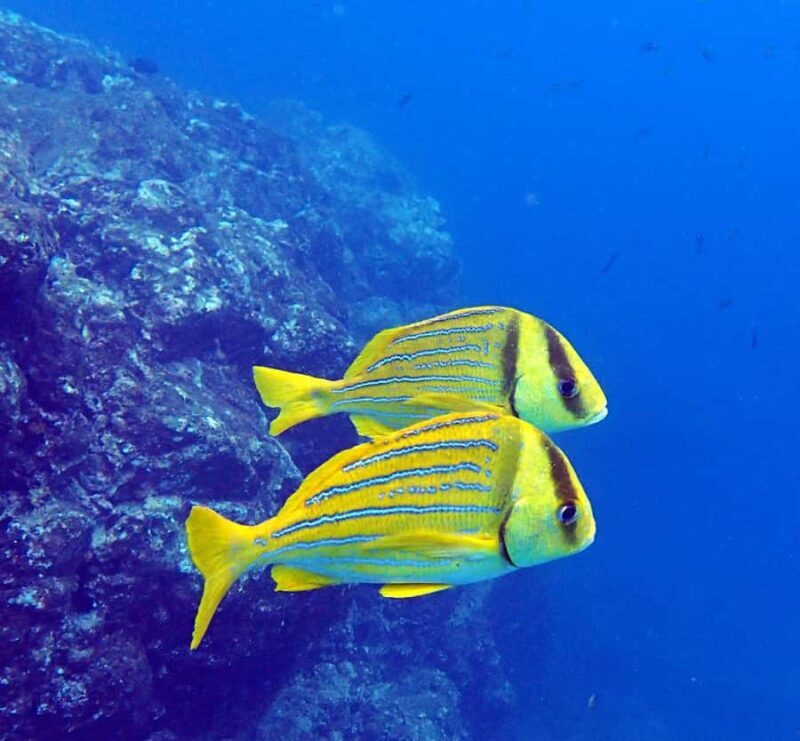 Tamarindo: Guided Snorkeling Tour with Marine Life Spotting - Frequently Asked Questions