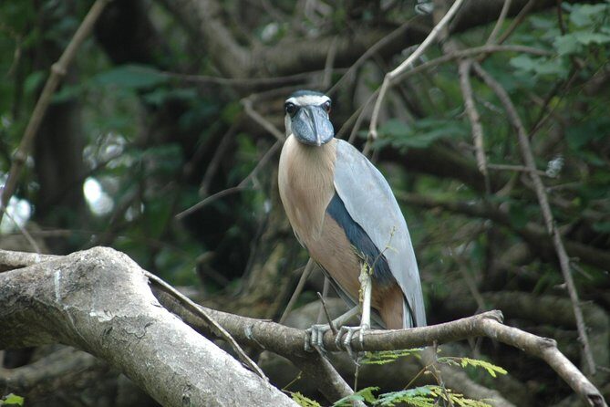 Tamarindo wildlife Estuary boat ride tour 2 hours - A Closer Look at the Tamarindo Wildlife Estuary Boat Ride