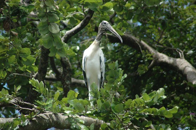 Tamarindo wildlife Estuary boat ride tour 2 hours - Final Thoughts