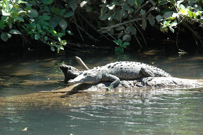 Tamarindo wildlife Estuary boat ride tour 2 hours - FAQ