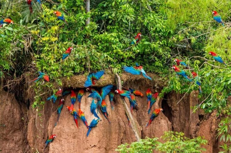 Tambopata 2 day adventure - Key Points