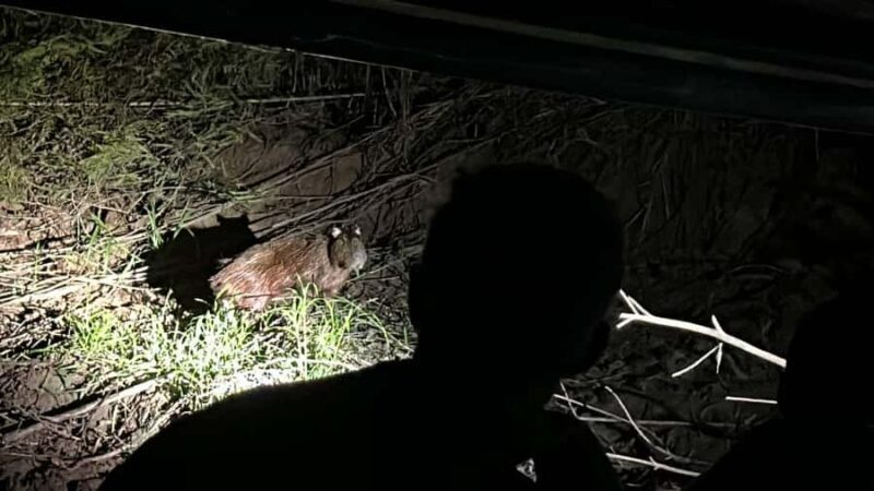 Tambopata: 2 days and 1 night - Aventura and Sandoval Lake - Experience the Amazon in Two Days: Sandoval Lake, Canopy, and Wildlife