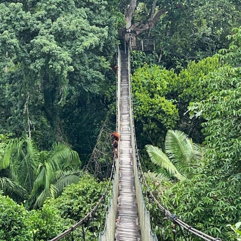 Tambopata: 2 days and 1 night - Aventura and Sandoval Lake - Key Points