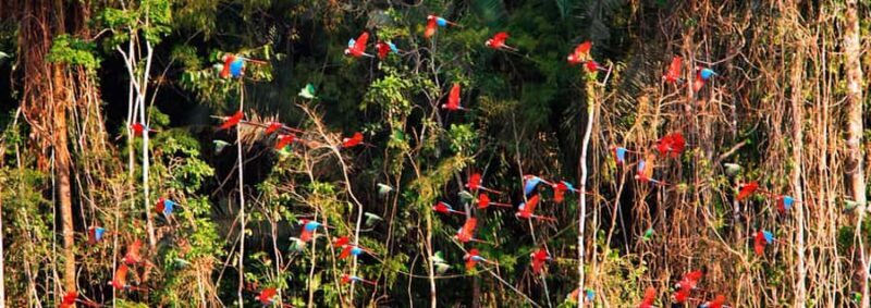 TAMBOPATA AMAZON WILD (3 DAYS  2 NIGHTS) - Exploring the Itinerary in Detail