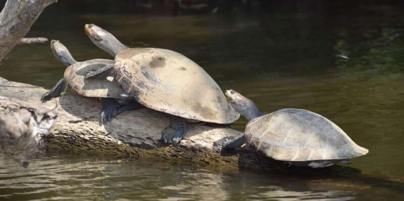 TAMBOPATA AMAZON WILD 3D/2N - An In-Depth Look at the Tour Experience