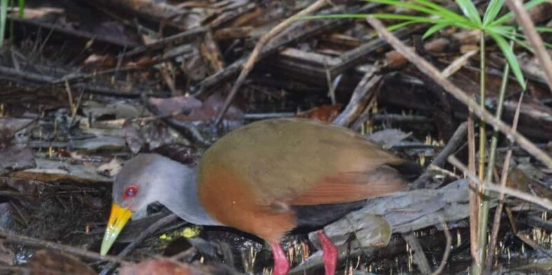 TAMBOPATA AMAZON WILD 4D/3N - Discovering the Heart of the Amazon: TAMBOPATA AMAZON WILD 4D/3N