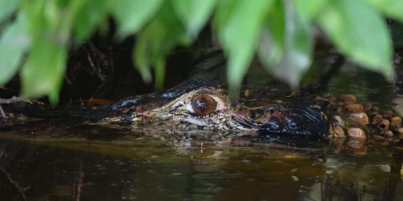 TAMBOPATA AMAZON WILD 4D/3N - In-Depth: Why This Tour Offers Great Value