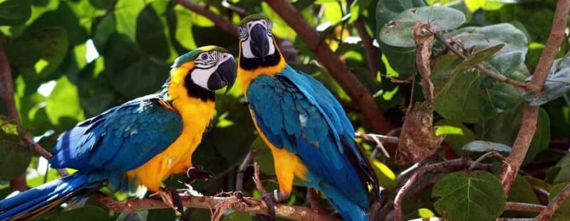 Tambopata: Caiman Safari + Macaw Clay Lick 2 Days - Who Will Love This Tour?