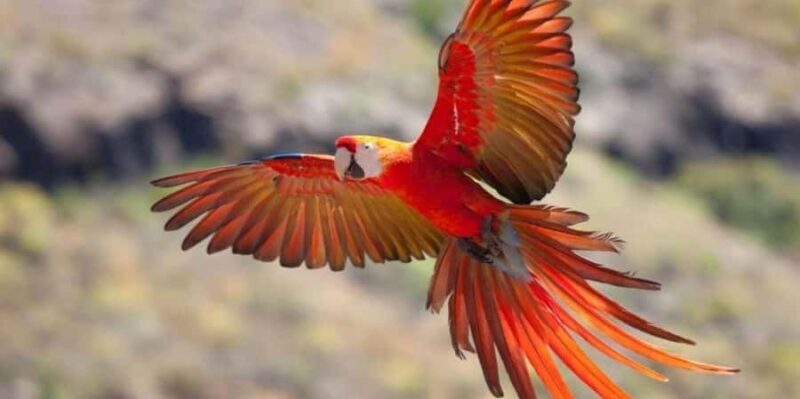 Tambopata: Caiman Safari + Macaw Clay Lick 2 Days - FAQ