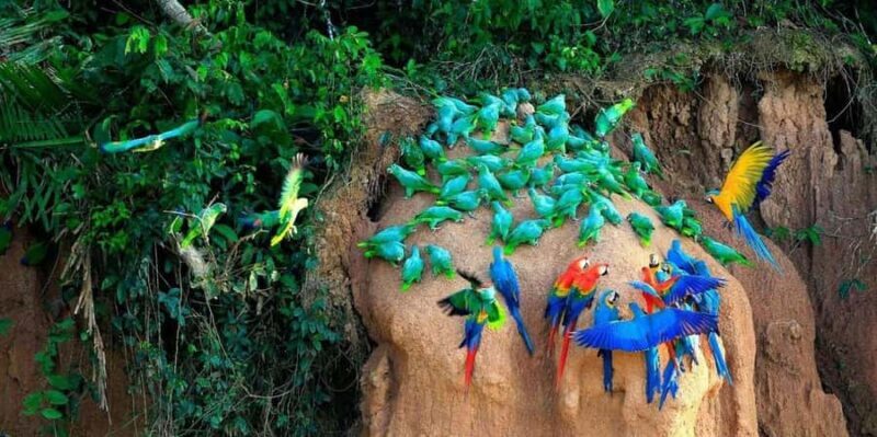 Tambopata: Chuncho Macaw Clay Lick - Discover the Magic of the Chuncho Macaw Clay Lick — A Must-Do for Nature Enthusiasts