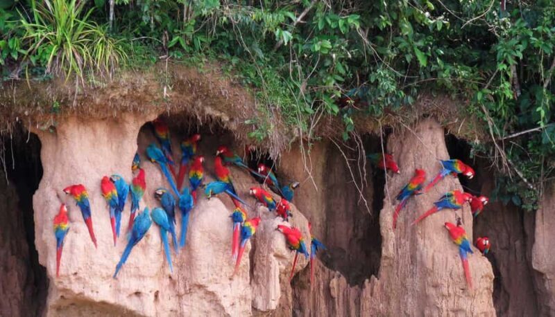 Tambopata: Chuncho Macaw Clay Lick - Discover the Amazon’s Spectacle at Chuncho Macaw Clay Lick