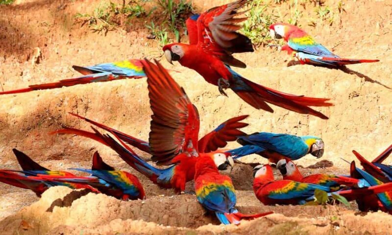 Tambopata: Chuncho Macaw Clay Lick - Practical Tips for Success
