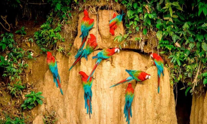 Tambopata Clay Lick for Macaws 2D/1N - Exploring Peru’s Tambopata: A 2-Day Wildlife Adventure