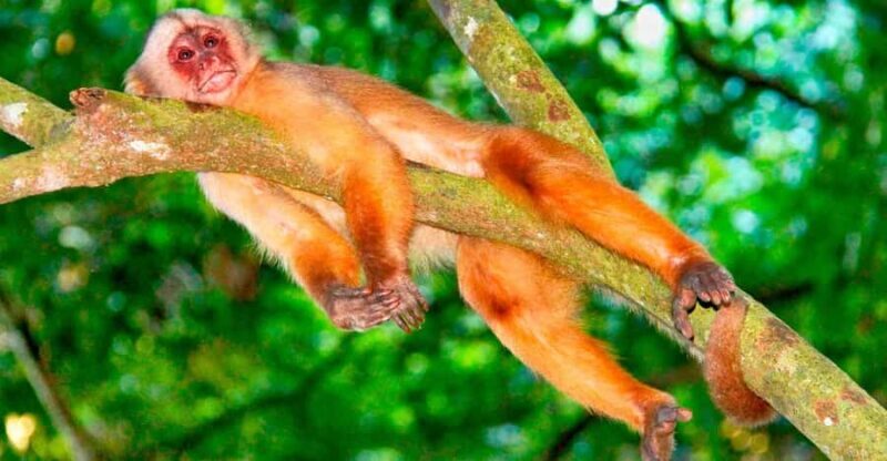 Tambopata Exploration: 4 Days of Nature in Lake Sandoval - Key Points