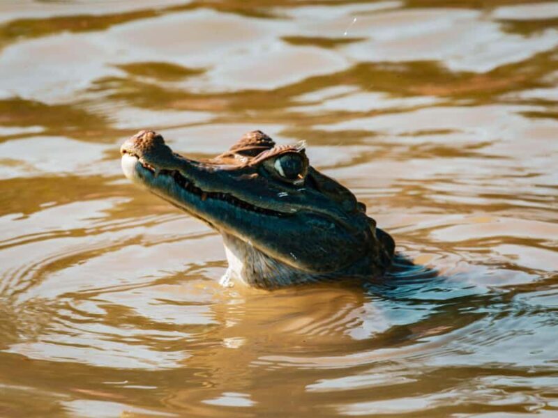 Tambopata Jungle Safari - Key Points