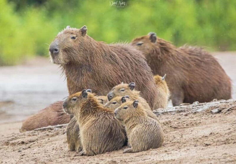 Tambopata Jungle Safari - Who Will Appreciate This Tour?