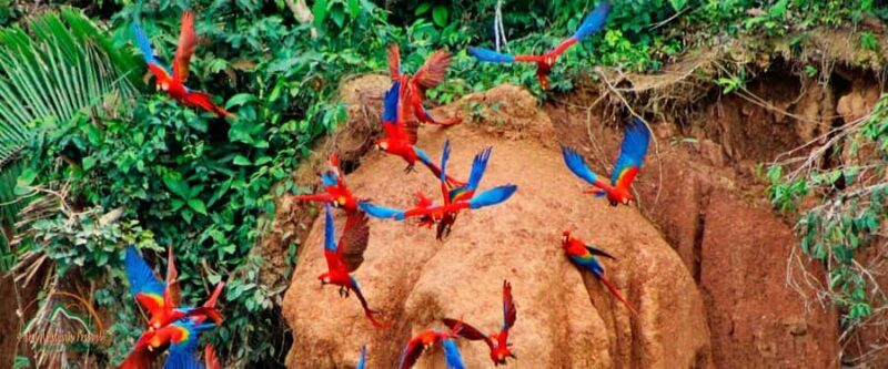 tambopata jungle - The Sum Up