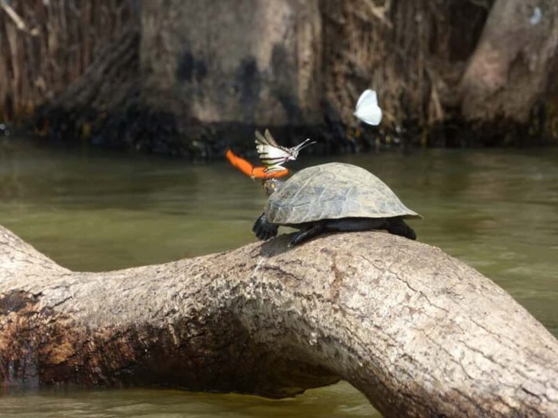 Tambopata: Lake Sandoval Canoeing with Lunch - The Journey to Lake Sandoval
